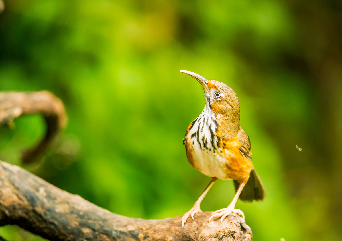 斑胸钩嘴鹛pomatorhinuserythrocnemis是雀形目画眉科钩嘴鹛属的鸟类