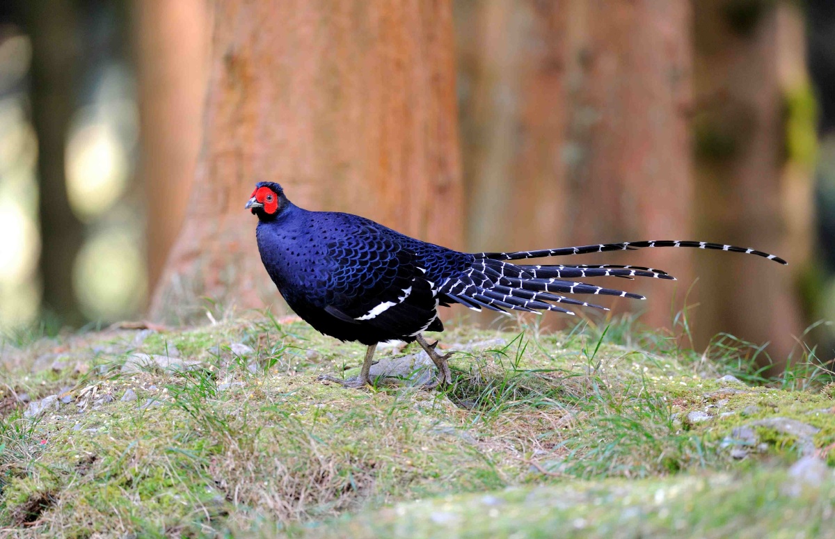 帝雉雄雌台湾省鸟