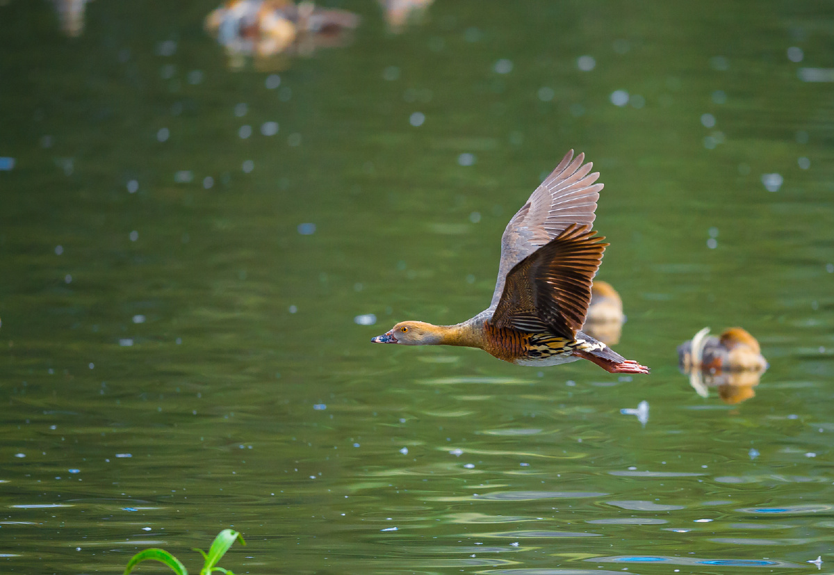 尖羽树鸭飞飞图