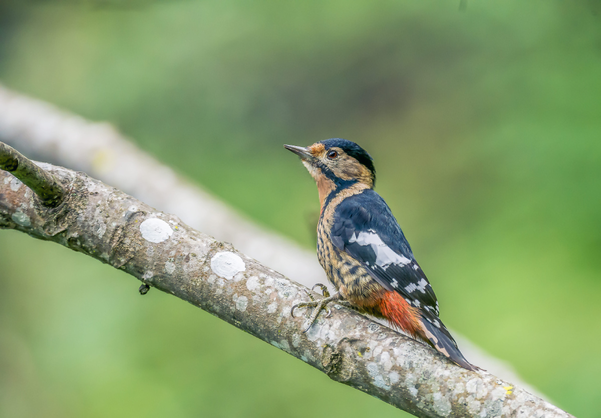 滇西川西自然生态摄影之旅滇西宝山百花岭拍摄到的的赤胸啄木鸟一组
