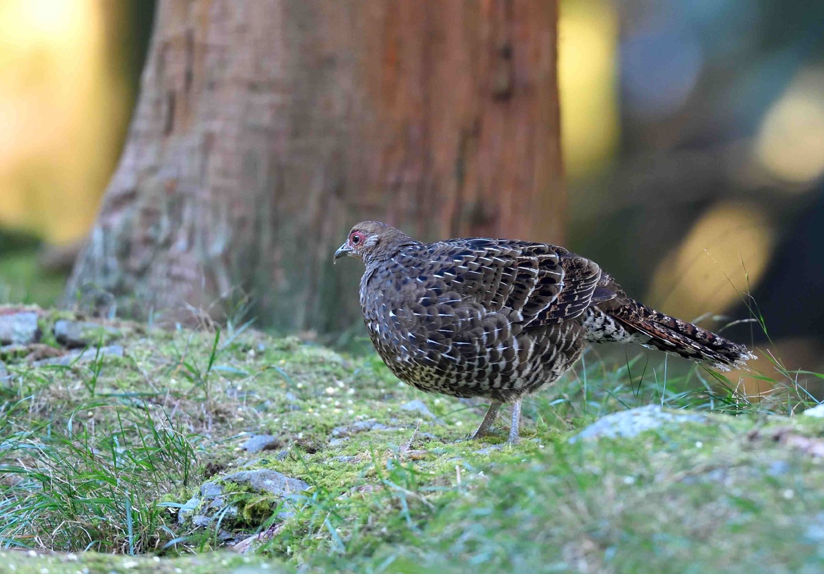 帝雉(雄雌):台湾省鸟
