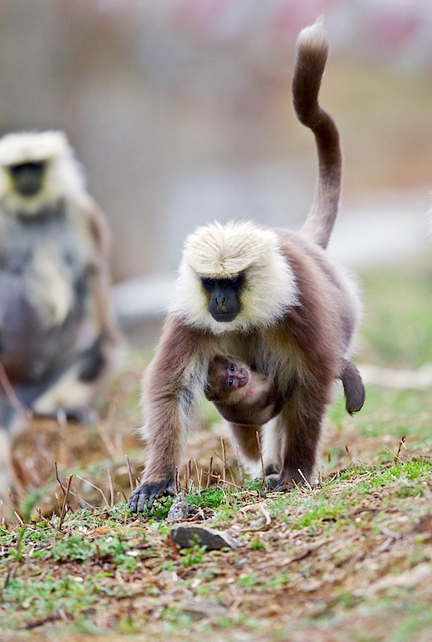 长尾叶猴国家一级保护动物