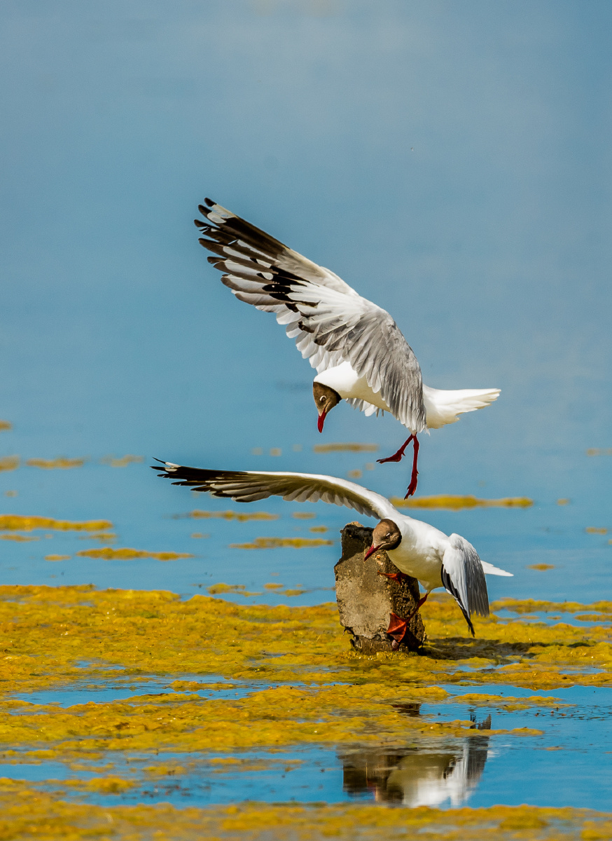 青海湖鸟岛湿地棕头鸥抢占制高点