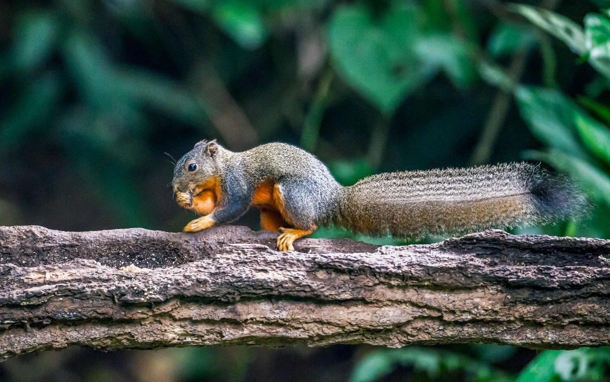 盈江"铜壁关自然保护区":"黄足松鼠"仅分布于云南西部盈江一带,分布区