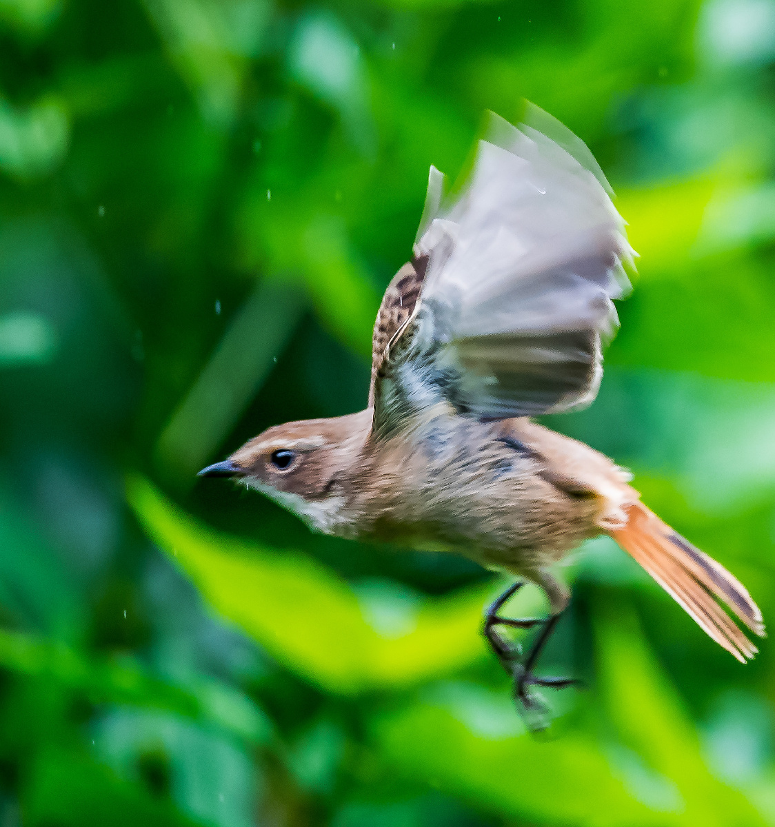 可爱的小鸟在歌唱