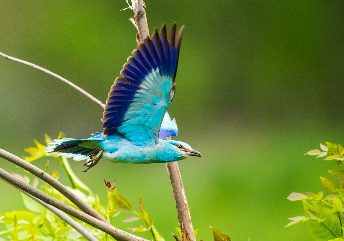 新疆伊犁拍鸟蓝胸佛法僧