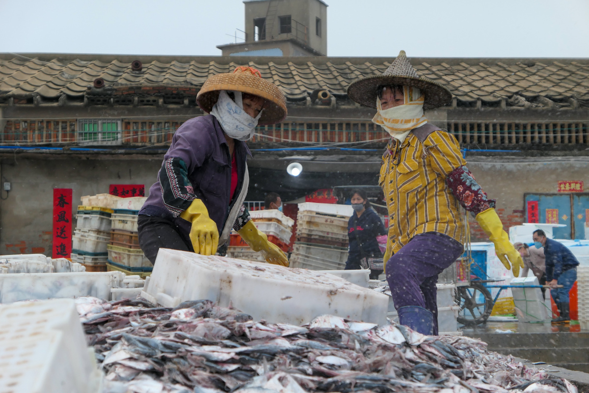 白马井码头渔市