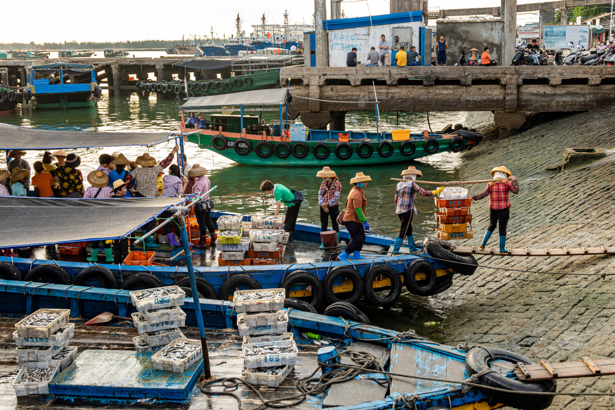 南海伏季休渔结束沿海渔民开海捕捞后满载丰收归来港口码头人来人往一