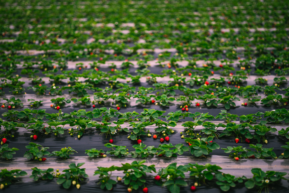 冬季在草莓种植园采摘新鲜的巧克力草莓和牛奶草莓