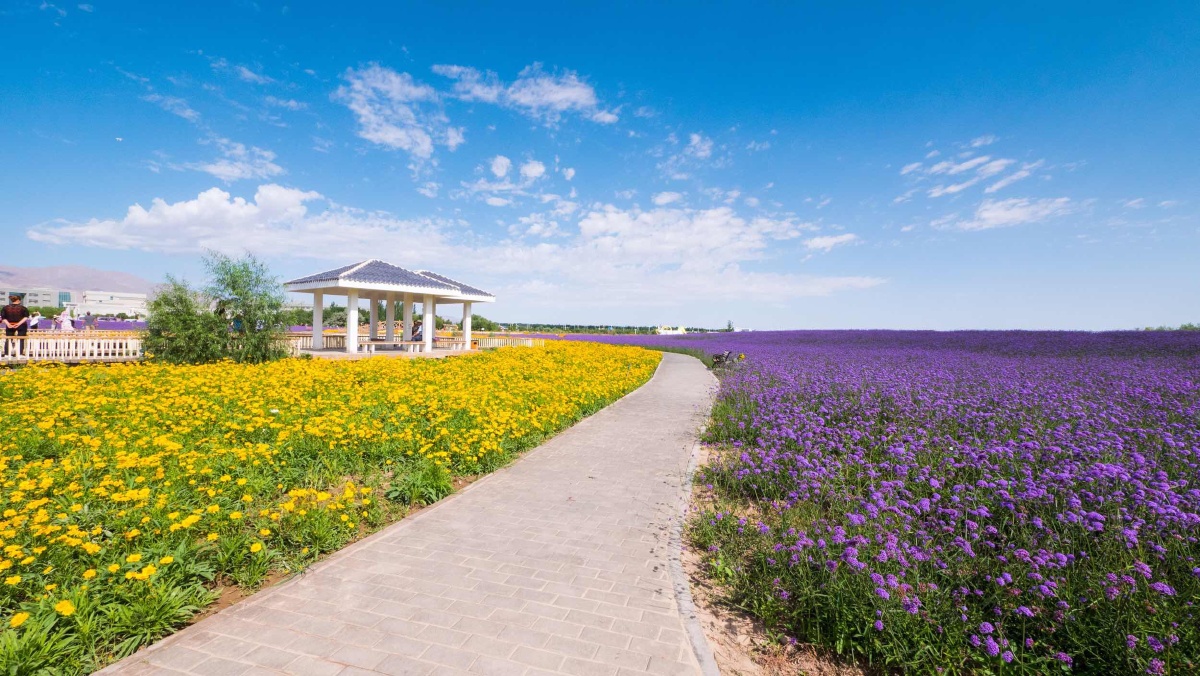 金昌薰衣草庄园