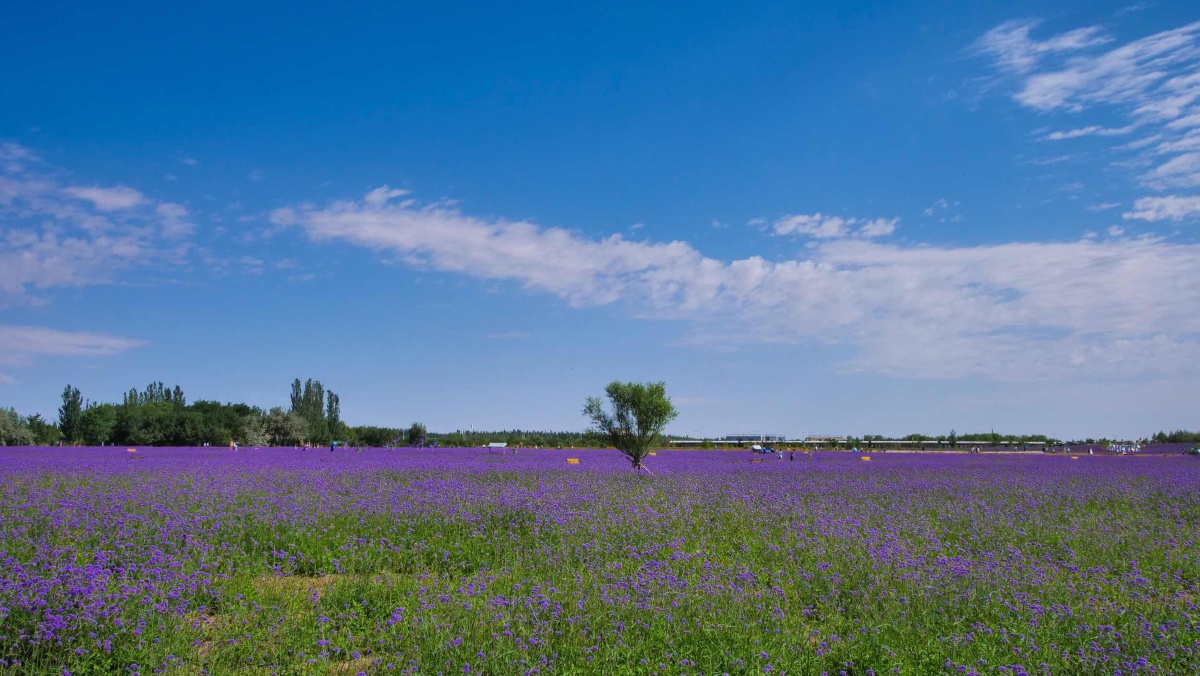 金昌薰衣草庄园