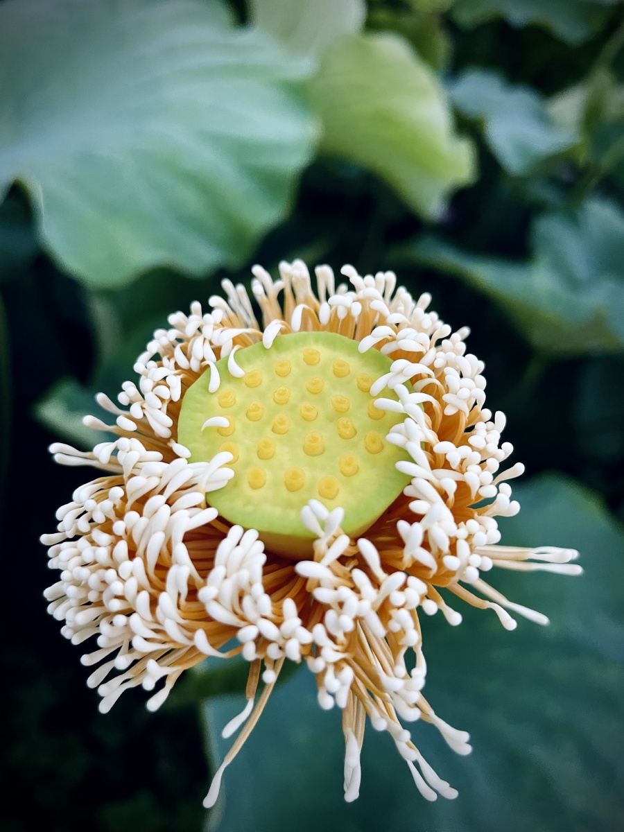 今天立秋可天气热得盛夏一般手机拍摄手机修图图为荷花花蕊
