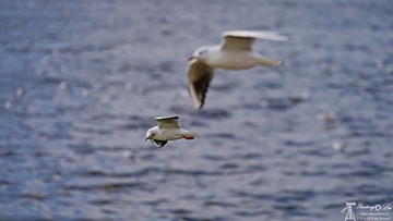 DSC05563-ps