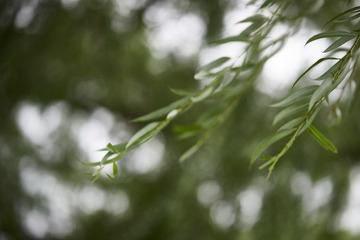 _DSC3776