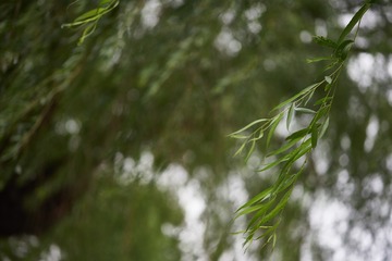 _DSC3772