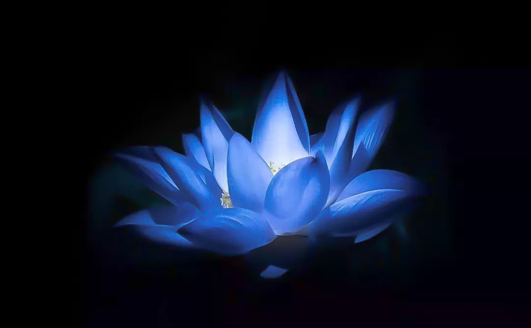 蓝莲花61妙莲61佛陀之舌