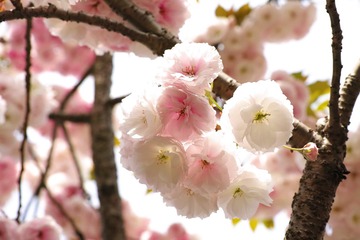 SDIM0578[1]