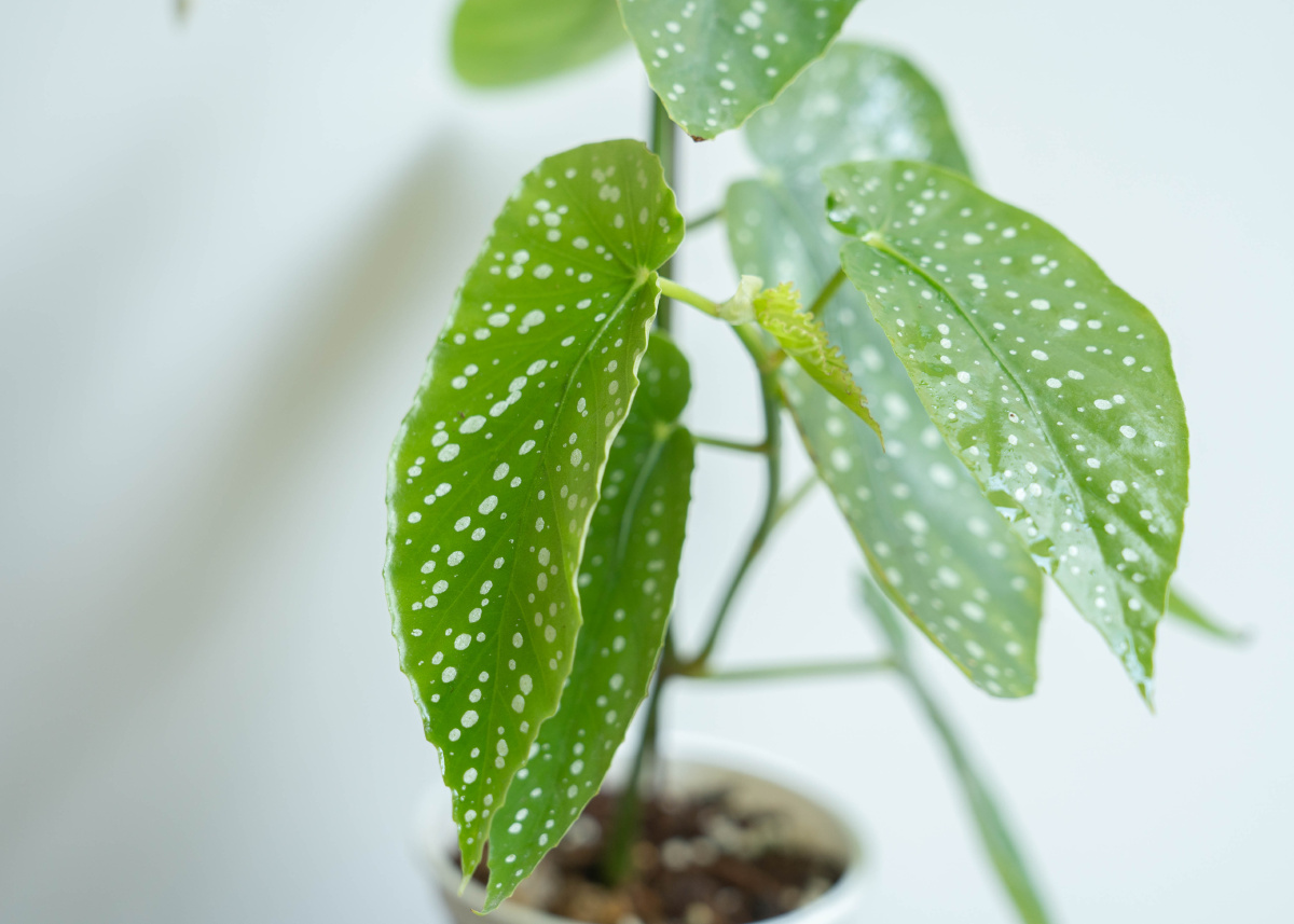 一鹿养过:第1期|白花竹节秋海棠:仙气系植物 979797只是把她