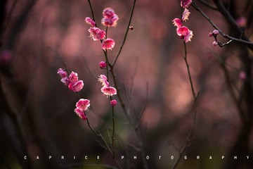 “DSC_3270”为智能对象-1