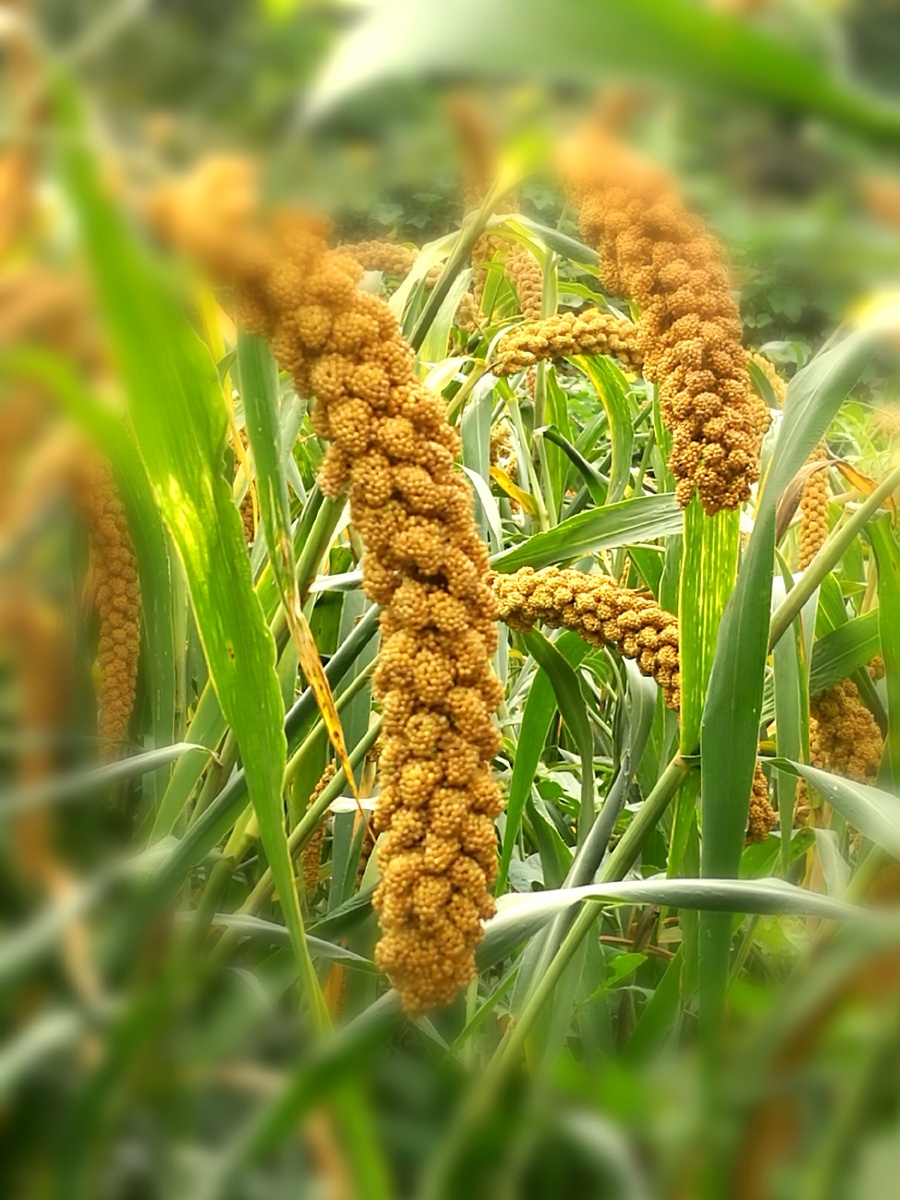 华中稻收华北粟熟