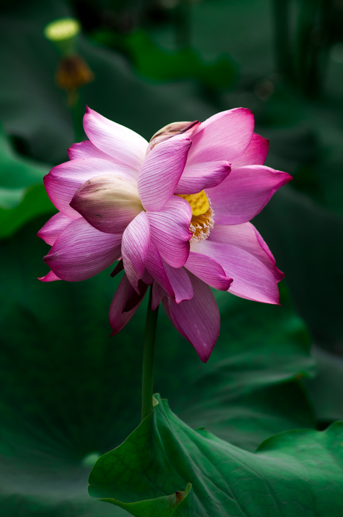 并蒂荷花分外红