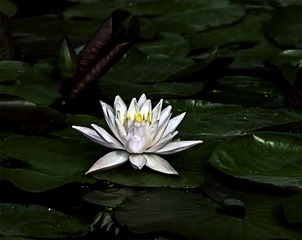 莲1