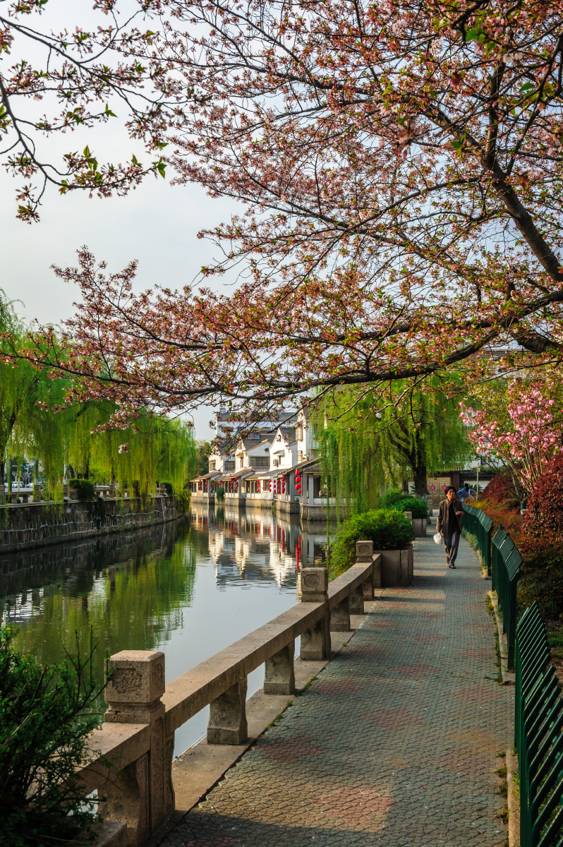 护城河畔樱花季