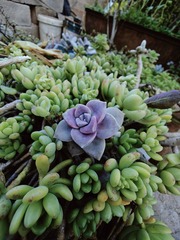 1000029774