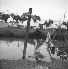 BSXJ_FP4_0102