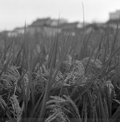 BSXJ_FP4_0034