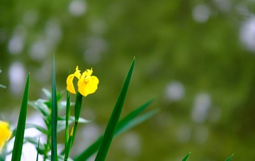 _DSF1177