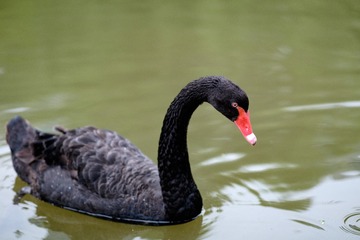 _DSF1148