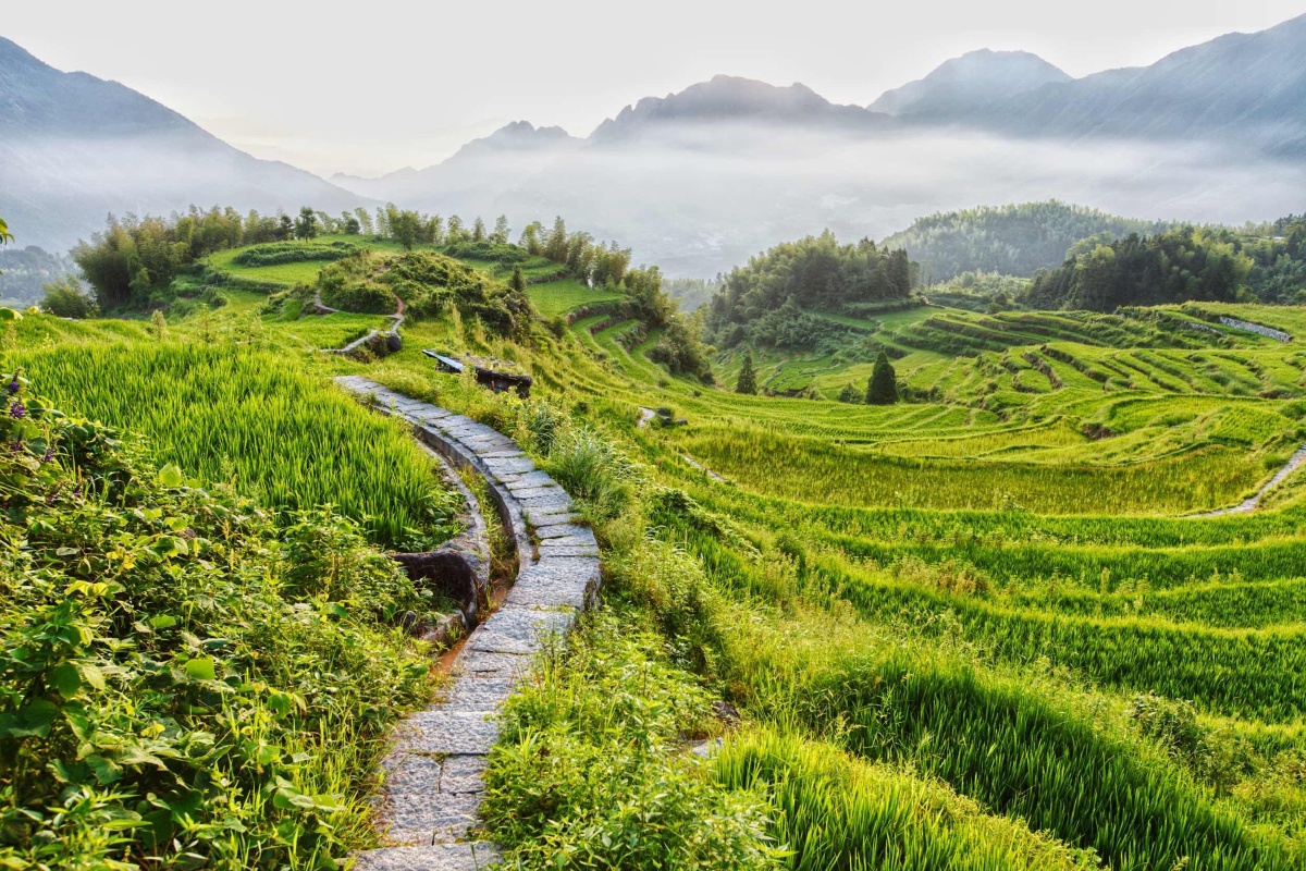 小路 梯田 云雾 - 鹤鸣九皋1 - 图虫