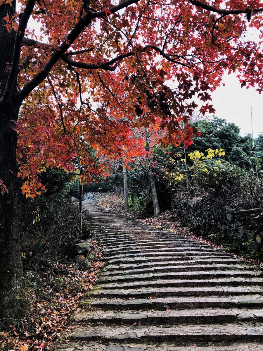 古道红枫