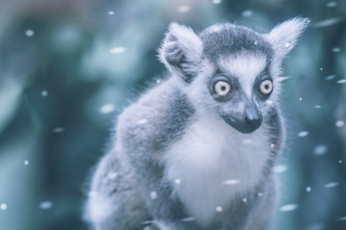 来自冷调的傻猴