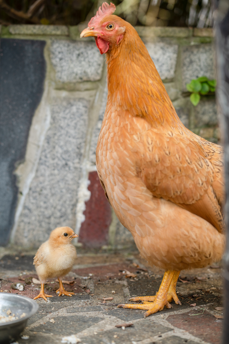 鸡妈妈与它的小鸡