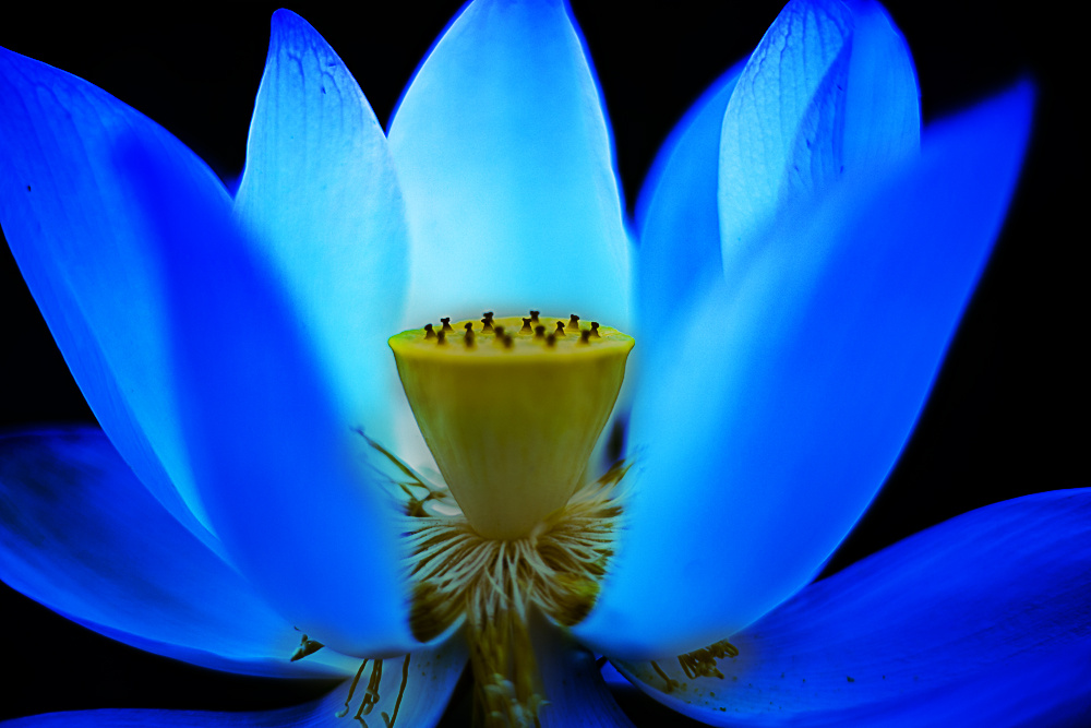 遂宁是观音故里莲花是佛浮世界里的圣洁之花蓝莲花更是莲花中的最圣洁