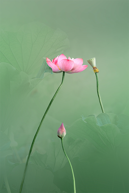 何不荷对荷花情有独钟拍荷花矢志不渝