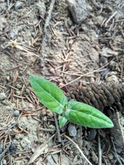 IMG_20160504_164551_HDR