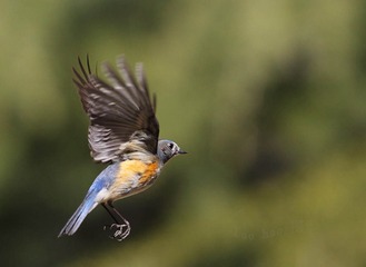 HJM_5621