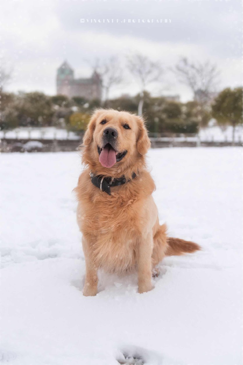 雪中金毛,汪汪汪.