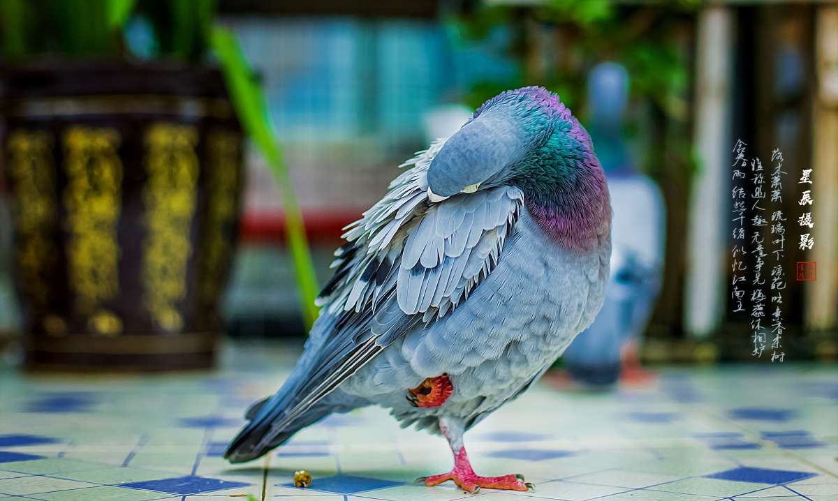 记录小鸽子洗好澡后的炸毛信鸽