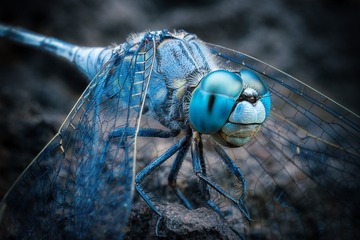 _DSC7602 - 