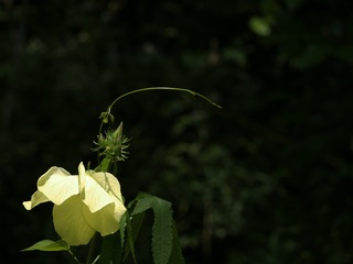 _1010436