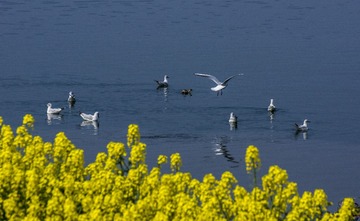 _DSC4163水韵春色