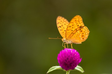 hd1