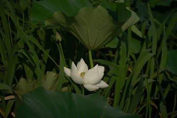 SRP00061