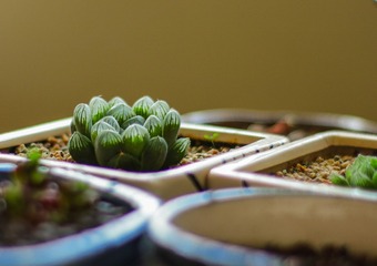玉露20160402-IMG_1762