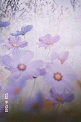 07A2F080-1536-45FA-A695-4D77D9AA5BD7/L0/001