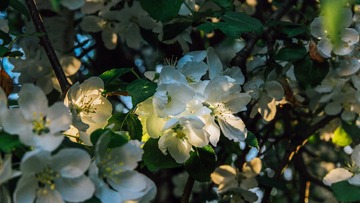 春开花 余晖